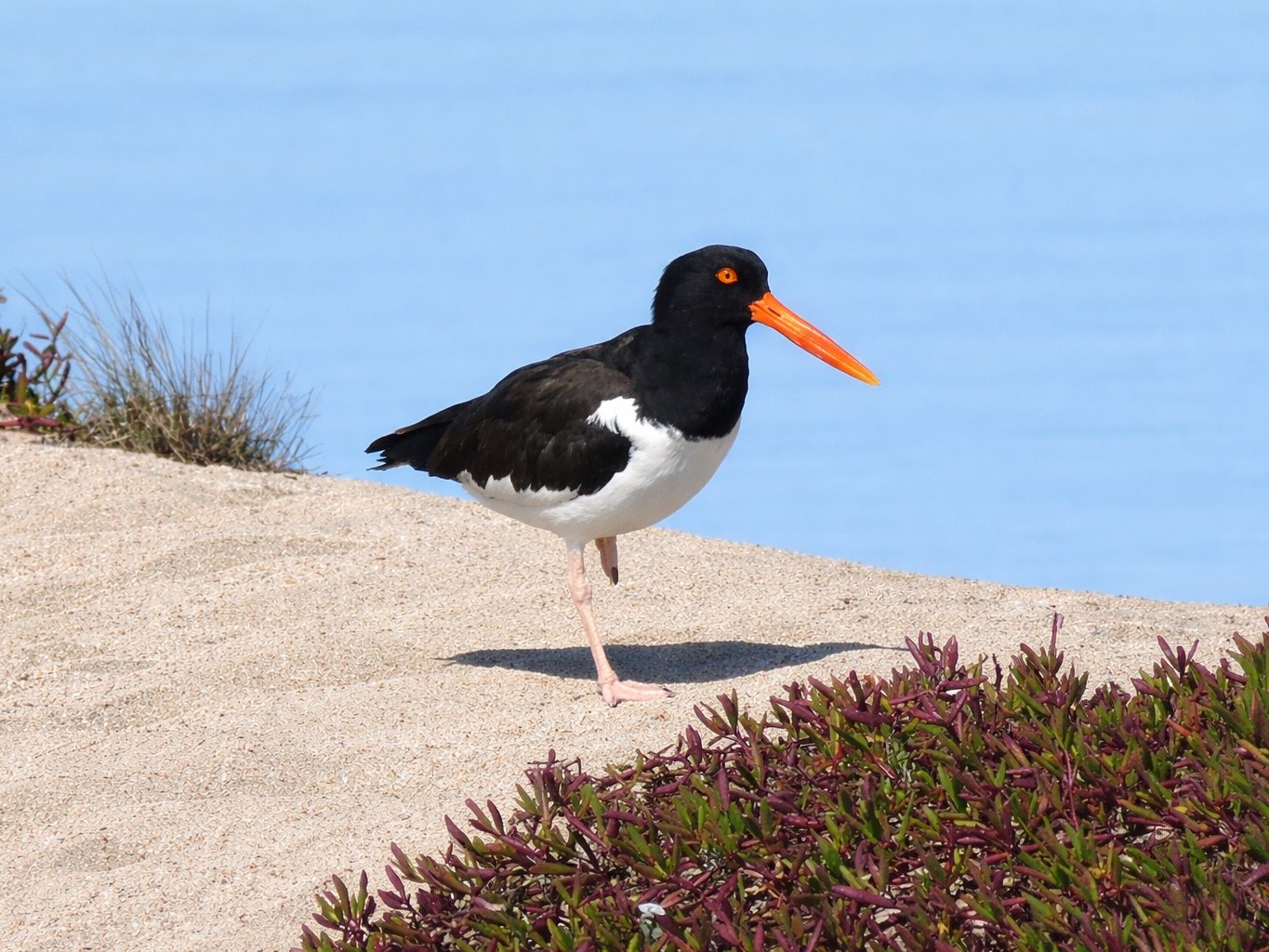 An American oyster catcher on a sand dune in Aransas NWR, Texas.