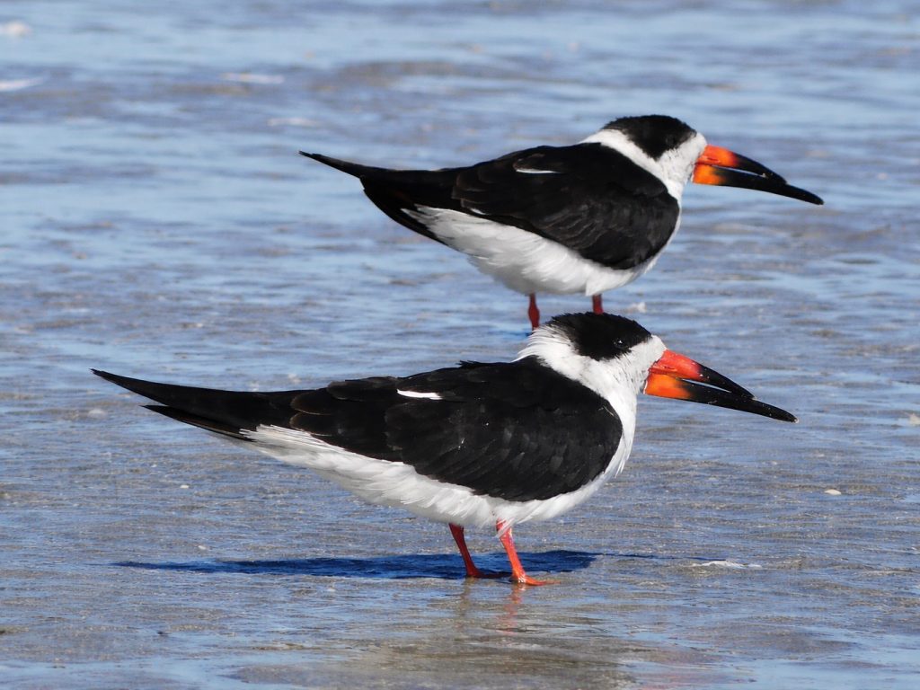 Two Black skimmers standing on East beach at the end of Galveston. These interesting birds were resting with 100's of other of their same kind and almost as many Laughing gulls.