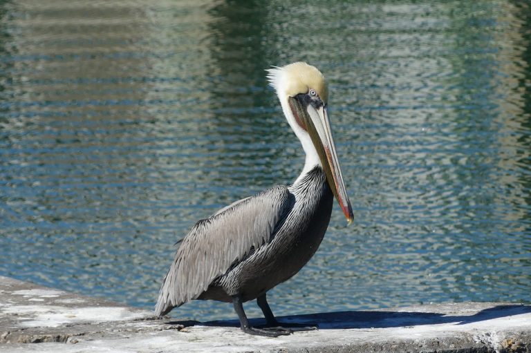 Brown Pelican resting in Rockport Harbor. The brown and cream bird has a long iconic bill with a pouch for fishing.