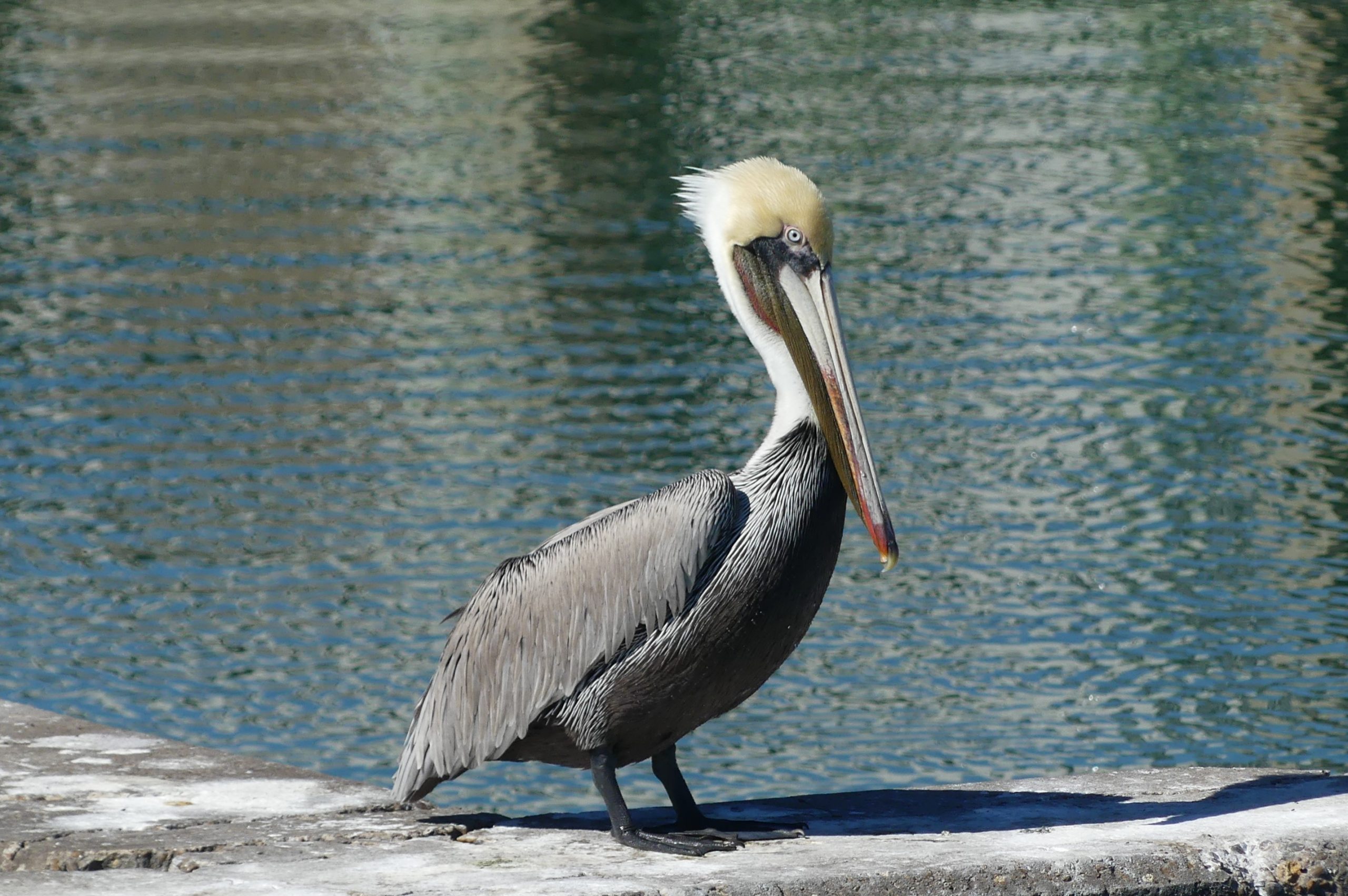 Brown Pelican resting in Rockport Harbor. The brown and cream bird has a long iconic bill with a pouch for fishing.