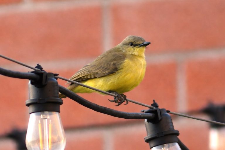 This Cattle Tyrant in Galveston Texas is yellow and brown flycatcher is sitting on a string of patio lights with a brick wall for a background.