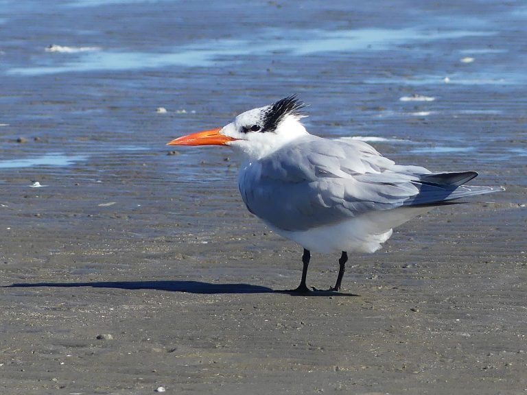A Royal tern standing on the sandy beach with water in the background. The birds white forhead morphing into a shaggy black crest blowing in the wind.