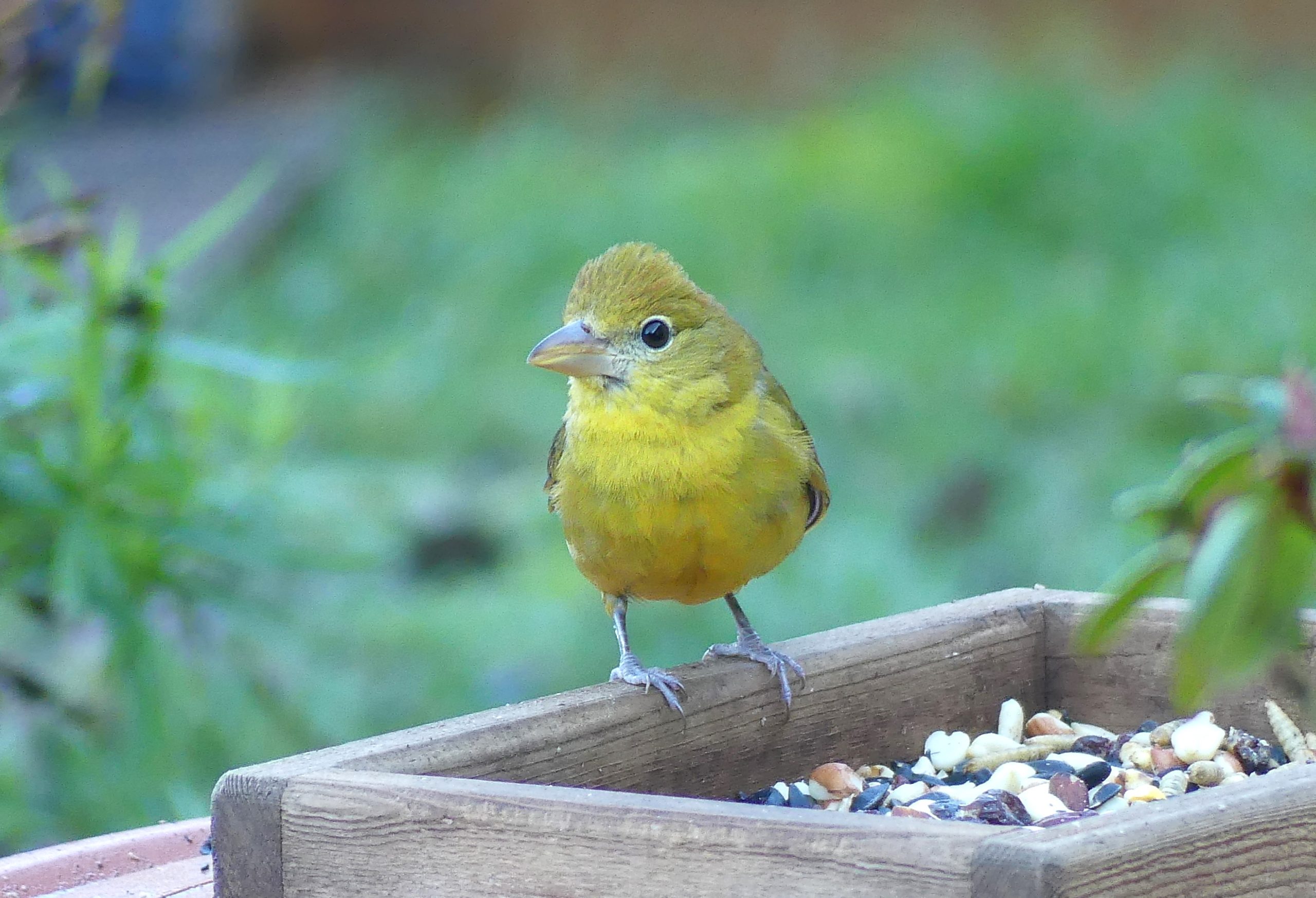 a rare Summer Tanager in the backyard feeder in Qualicum Beach. A pale yellow bird with a hefty beak