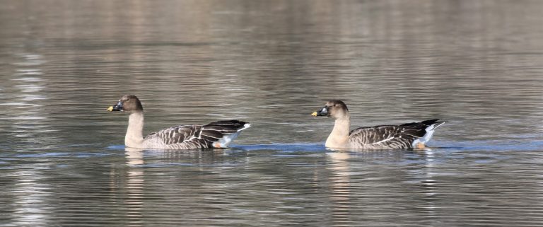 Taiga Bean Geese swimming casually in the waters of the San Juan River Estuary.