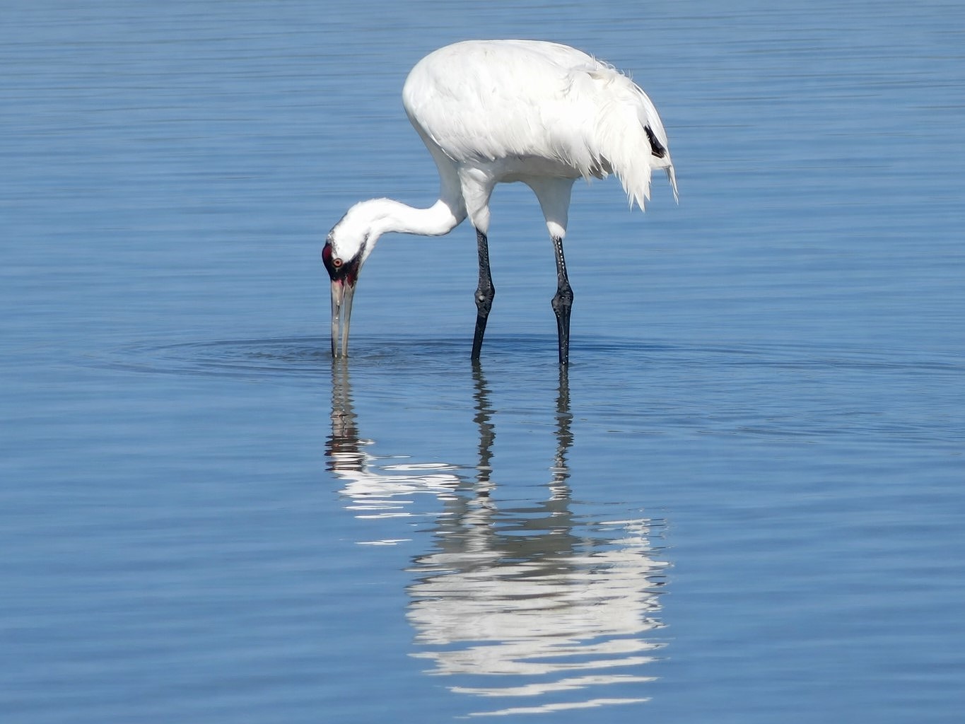 A Whooping crane probing for blue crabs in Aransas NWR, TX
