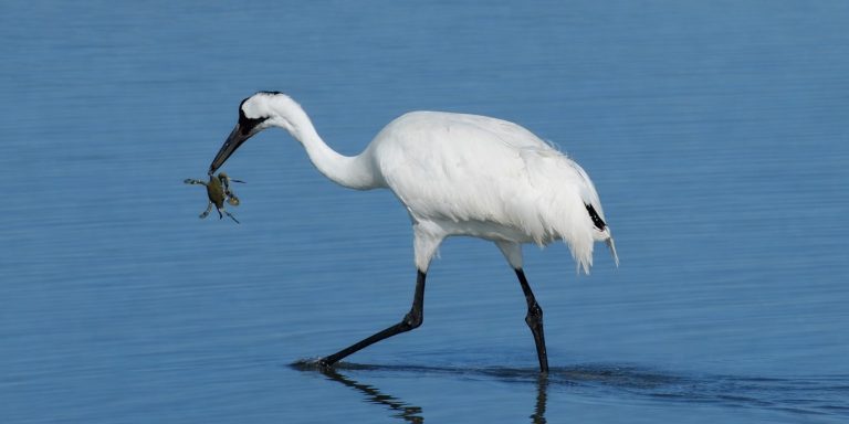 A Whooping Crane heading to shore with a Blue Crab. The large white bird reflecting white in the water.