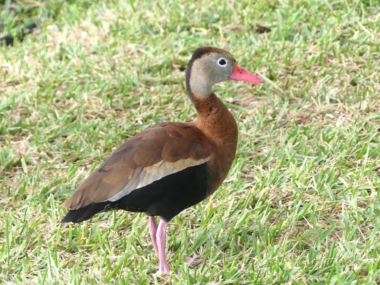 Black-bellied Whistling-duck on the bermuda grass on South Padre Island