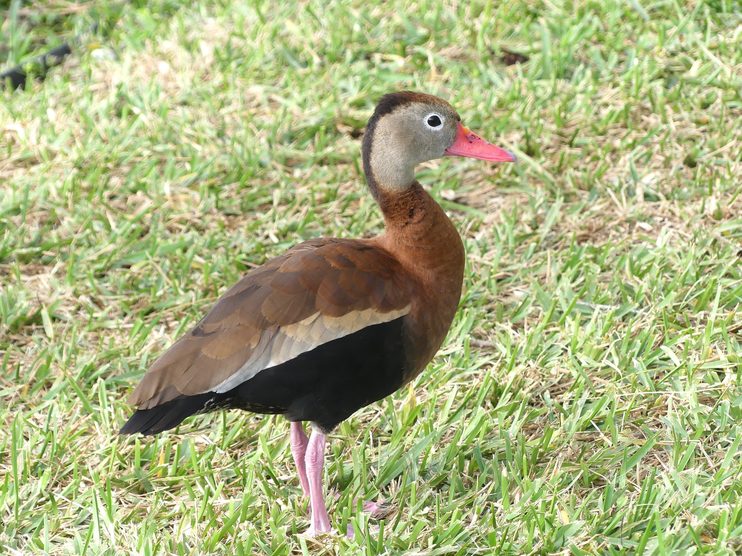 Black-bellied Whistling-duck on the bermuda grass on South Padre Island