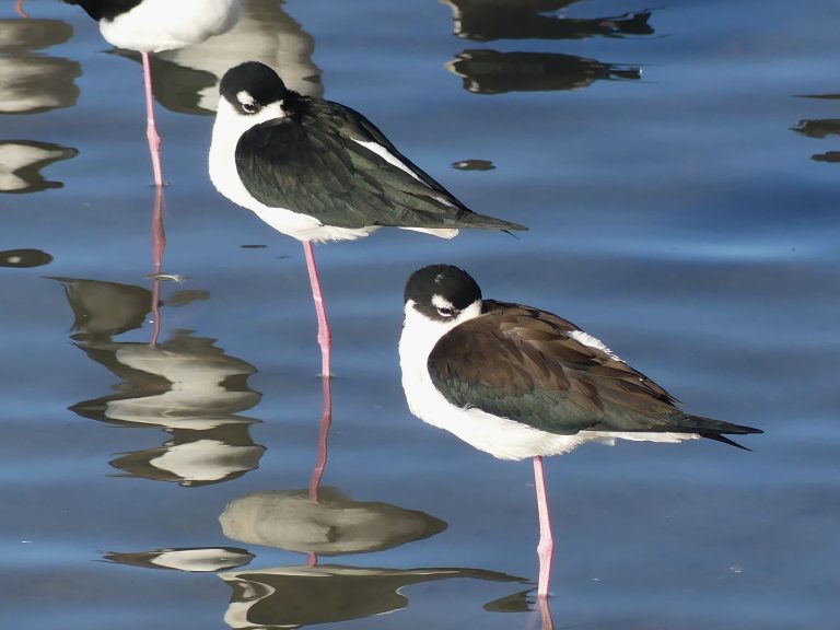 Two sleeping Black-necked stilts standing in the water almost up to their knee with the long light of sunset hitting them.