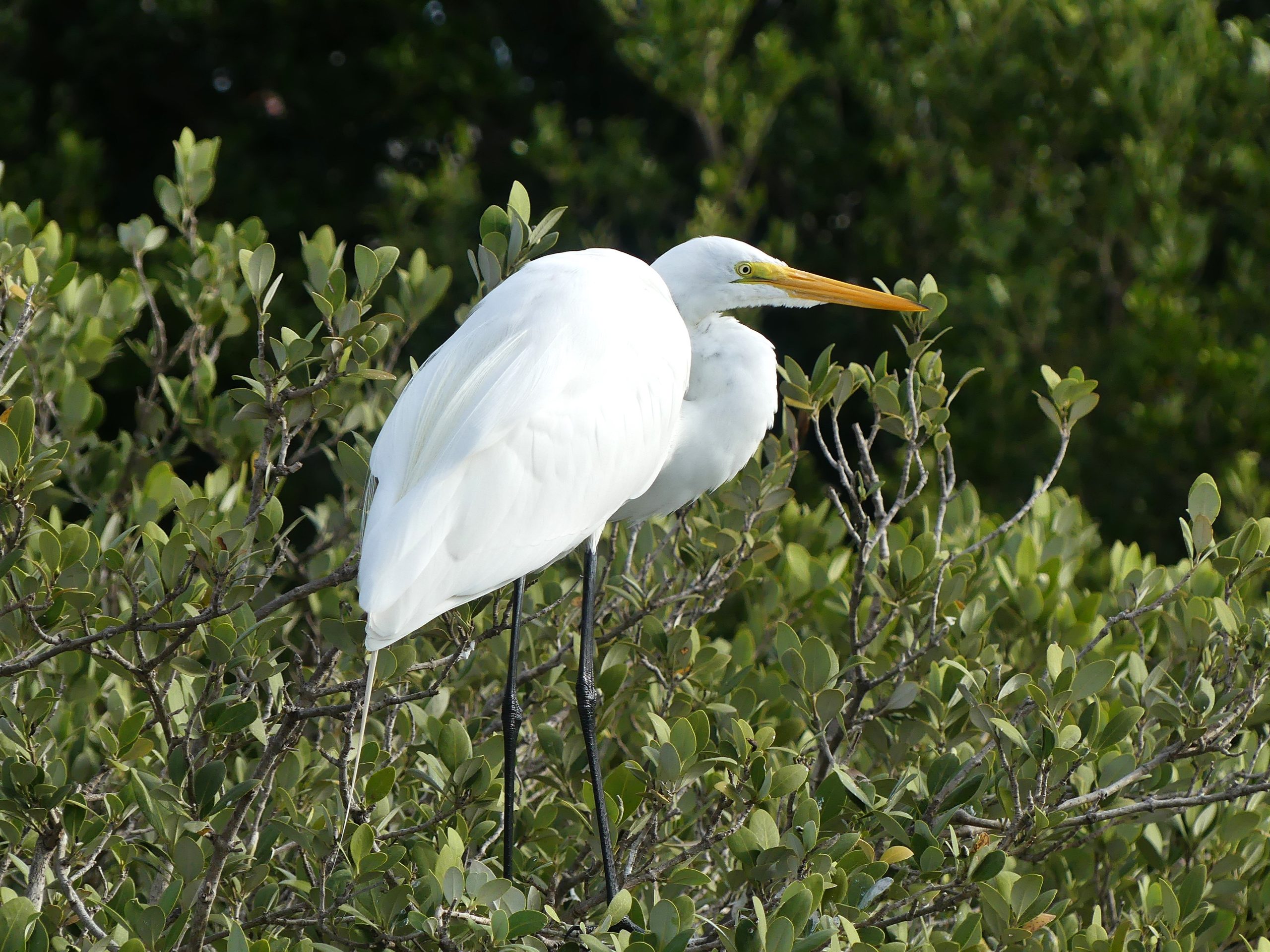 A Great Egret, stark white against the mangroves sits quietly. The thick green leaves of the mangrove offer little cover but a bird of this size is rarely worried about predators.