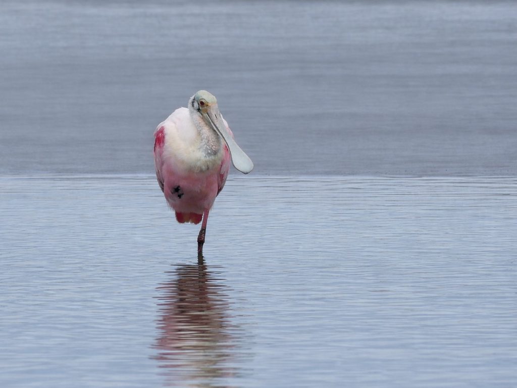 A Rosieate Spoonbill on the shoreline of South Padre Island. The bird was resting after a preening session.