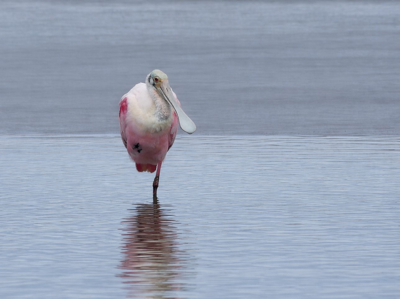 A Rosieate Spoonbill on the shoreline of South Padre Island. The bird was resting after a preening session.