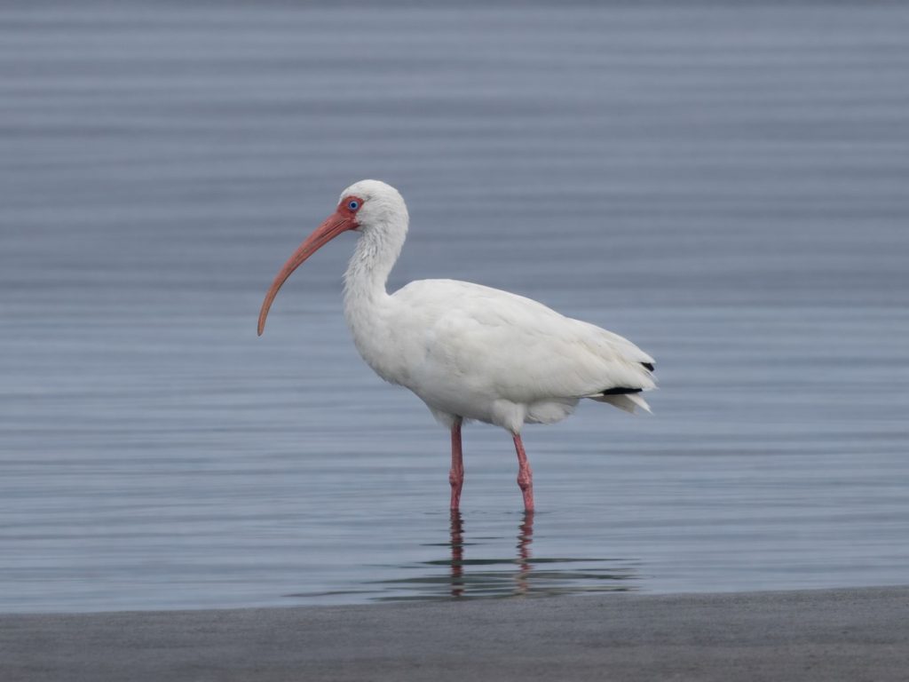 A White Ibis and its iconic long down-curved bill making its way through the mudflats of the Birding and nature center.