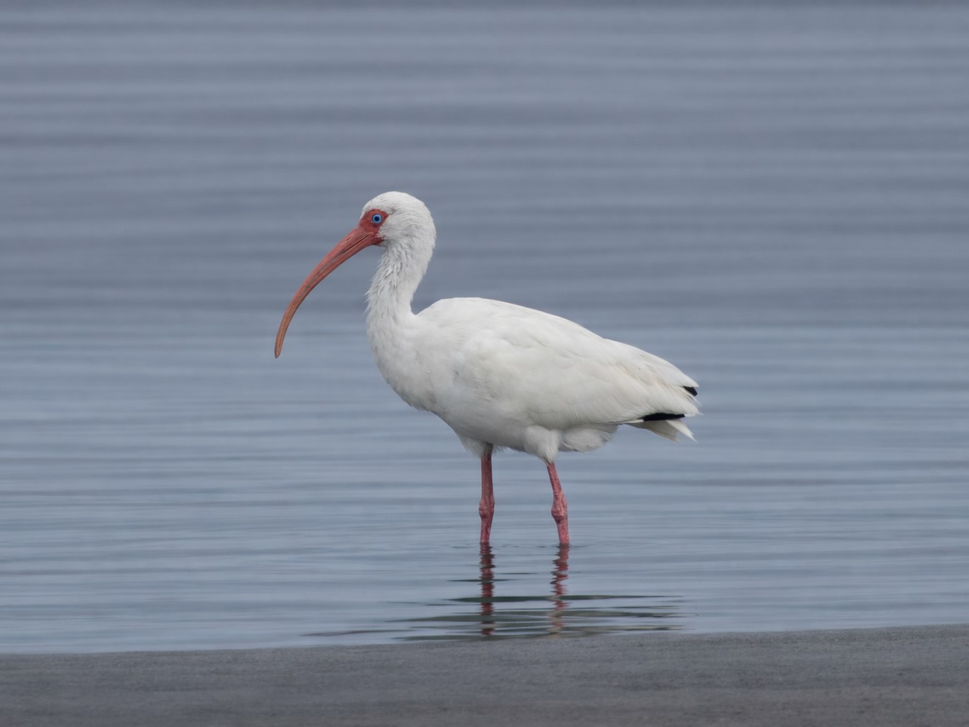 A White Ibis and its iconic long down-curved bill making its way through the mudflats of the Birding and nature center.
