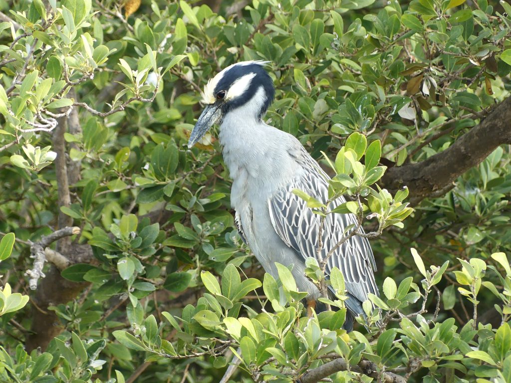 A yellow-crownded Night Heron resting among the magroves on South Padre Island