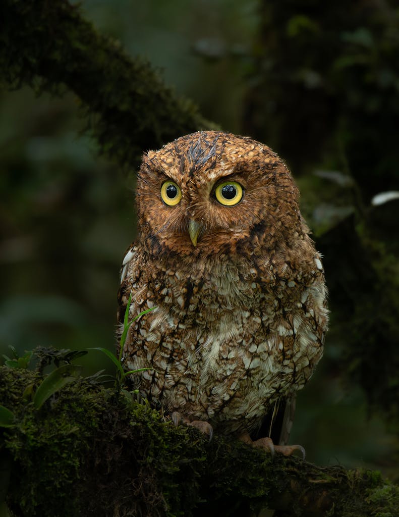 A captivating close-up of a Costa Rican owl perched on mossy branches in the forest. Ideal for nature lovers.