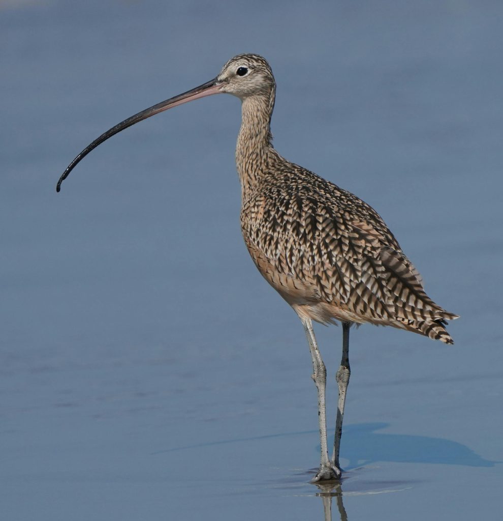 A long-billed curlew wading in the water at Isla Vista, California.