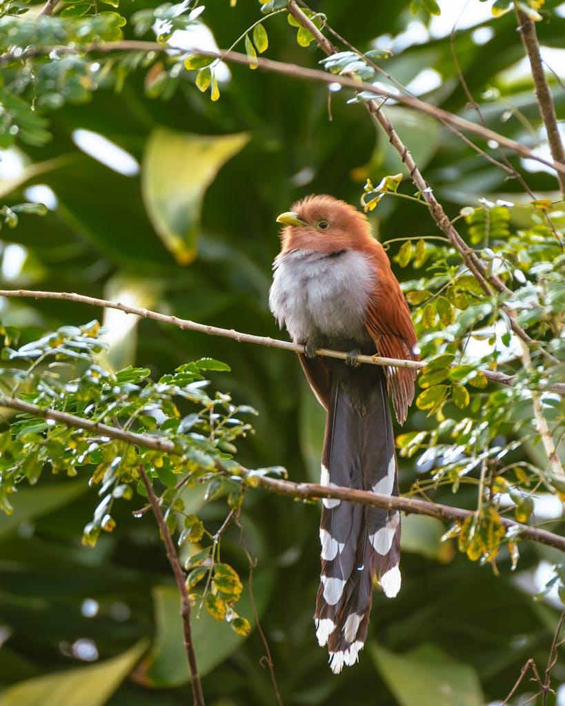 A stunning squirrel cuckoo resting on a branch amidst lush Costa Rican foliage.
