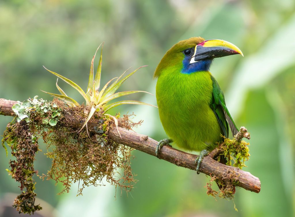 A vibrant emerald toucanet perched on a mossy branch in the lush forests of Costa Rica.