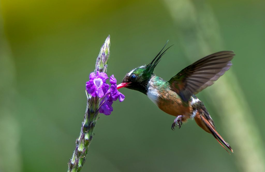 A vibrant hummingbird sipping nectar from a purple flower in Costa Rica's lush greenery.