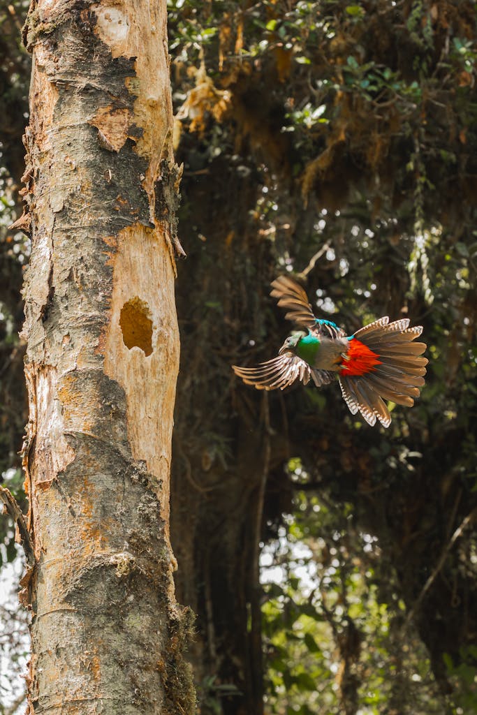 A vivid resplendent quetzal in mid-flight near a tree hollow in Costa Rican forest.