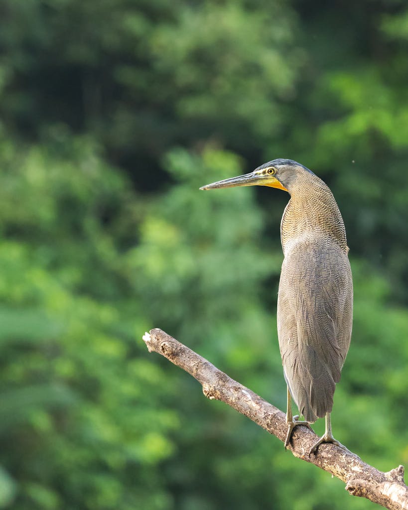 Bare-throated tiger heron perched on a branch in the lush Costa Rican forest.