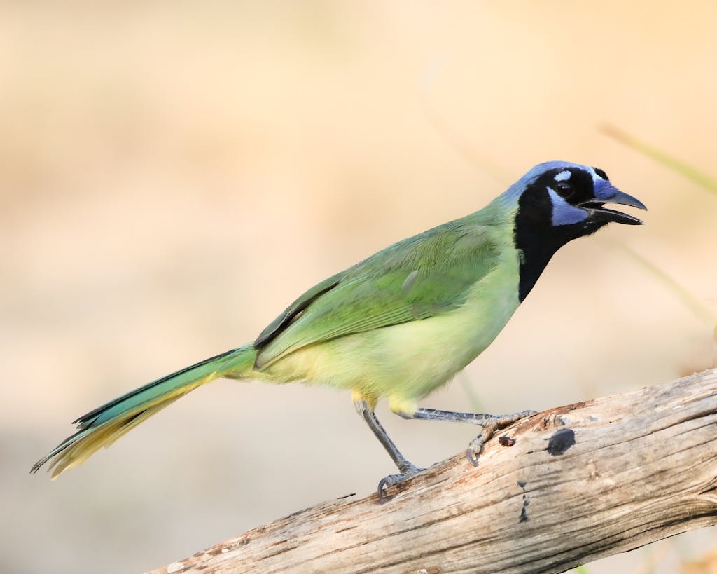 Close-up of a colorful Green Jay perched on a branch, showcasing its vivid plumage in a natural setting.