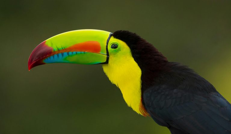 Close-up of a colorful keel-billed toucan perched against a soft background.