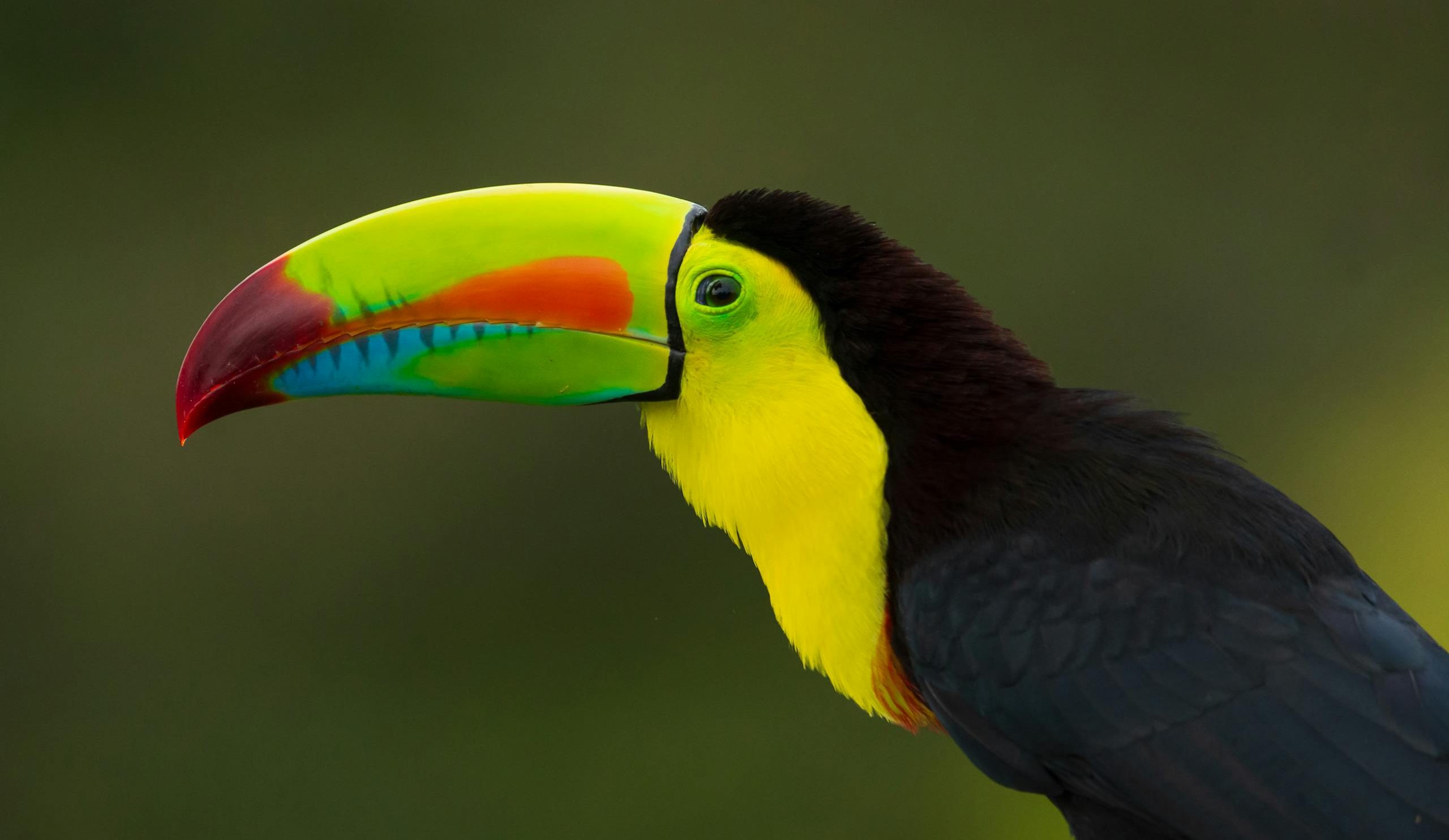 Close-up of a colorful keel-billed toucan perched against a soft background.