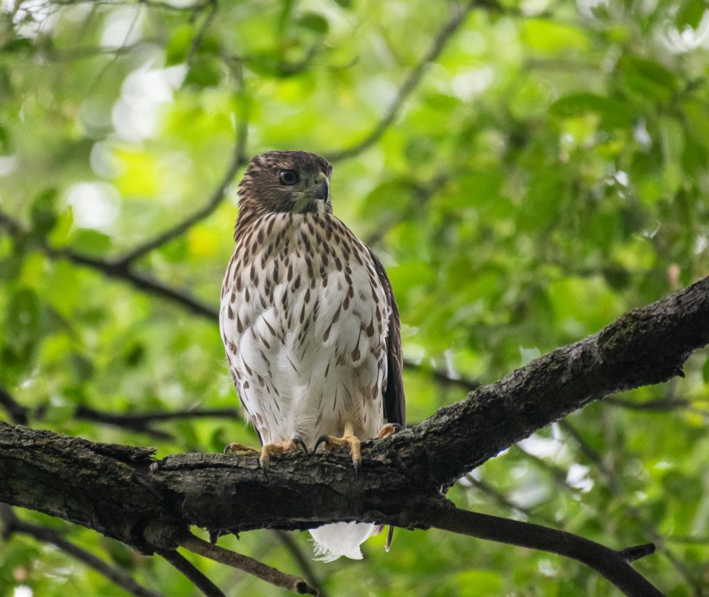 Close-up of a Red-tailed Hawk (Buteo jamaicensis) perched on a tree branch in a lush green forest.