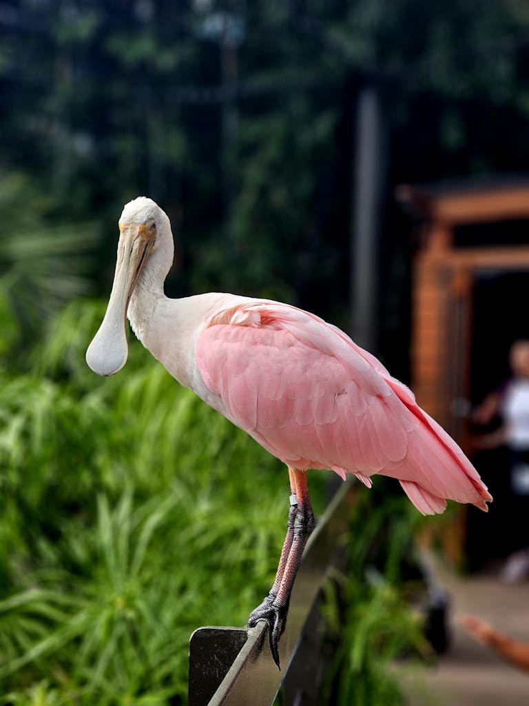 Elegant roseate spoonbill resting on a fence in a lush green environment outdoors.