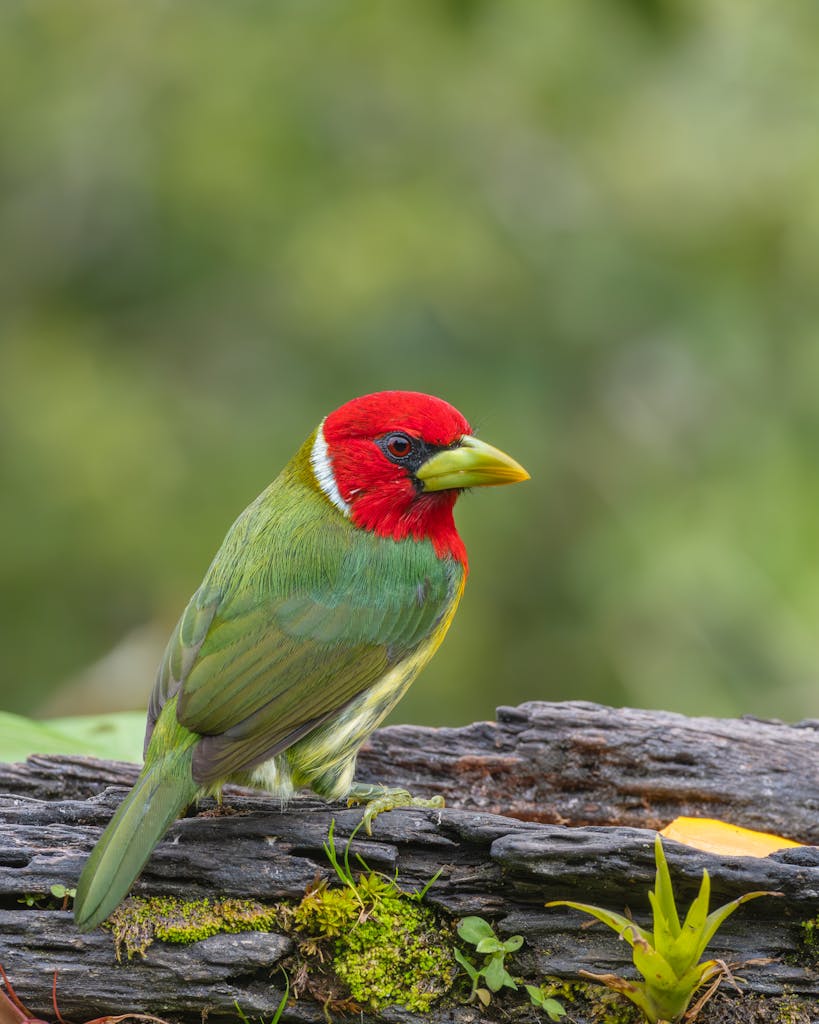 Vibrant red-headed barbet sitting on a mossy log in the lush forests of Costa Rica, showcasing nature's beauty.