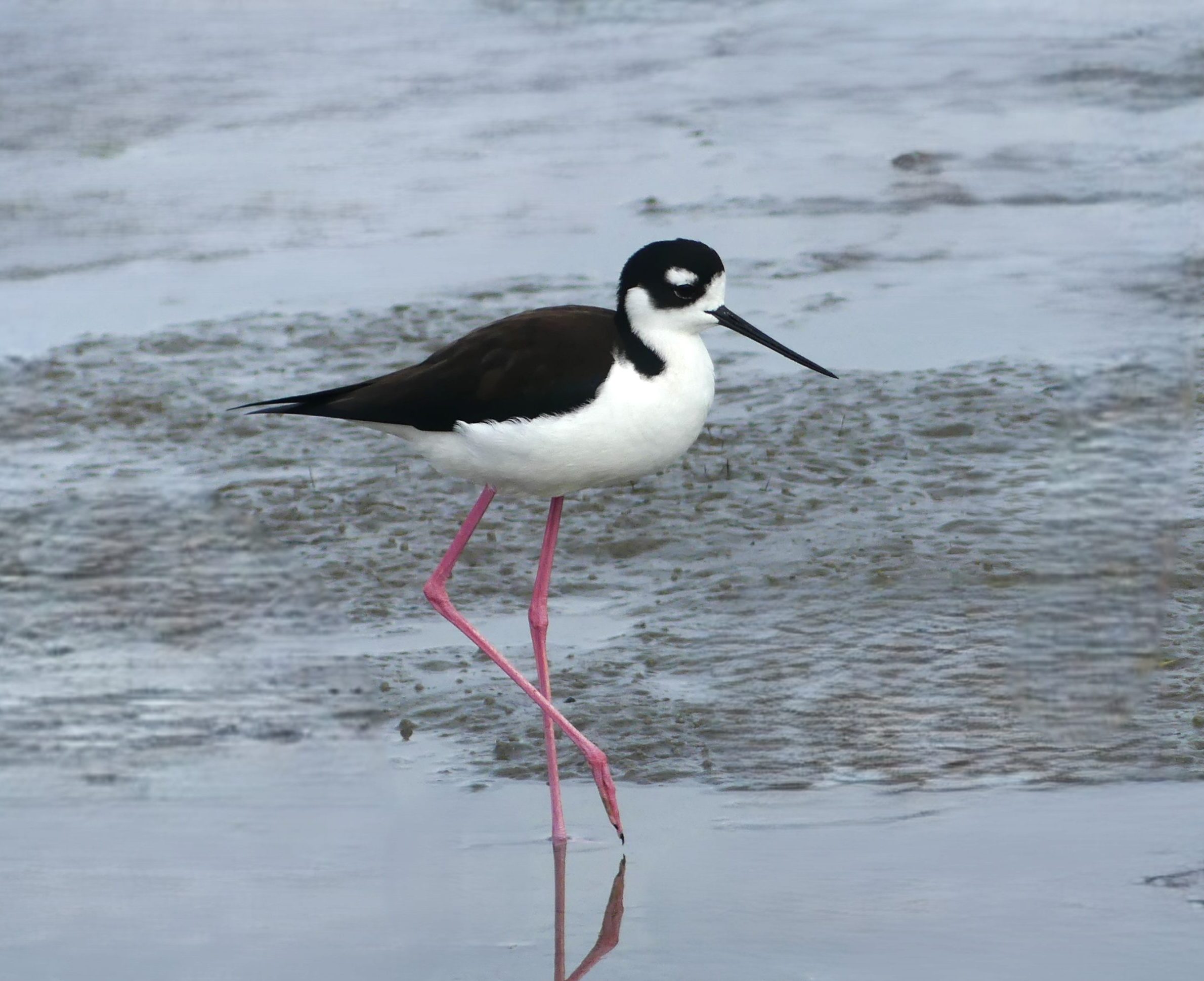 Black-necked Stilt wandering in the water of the Birding and Nature Center on South Padre Island.