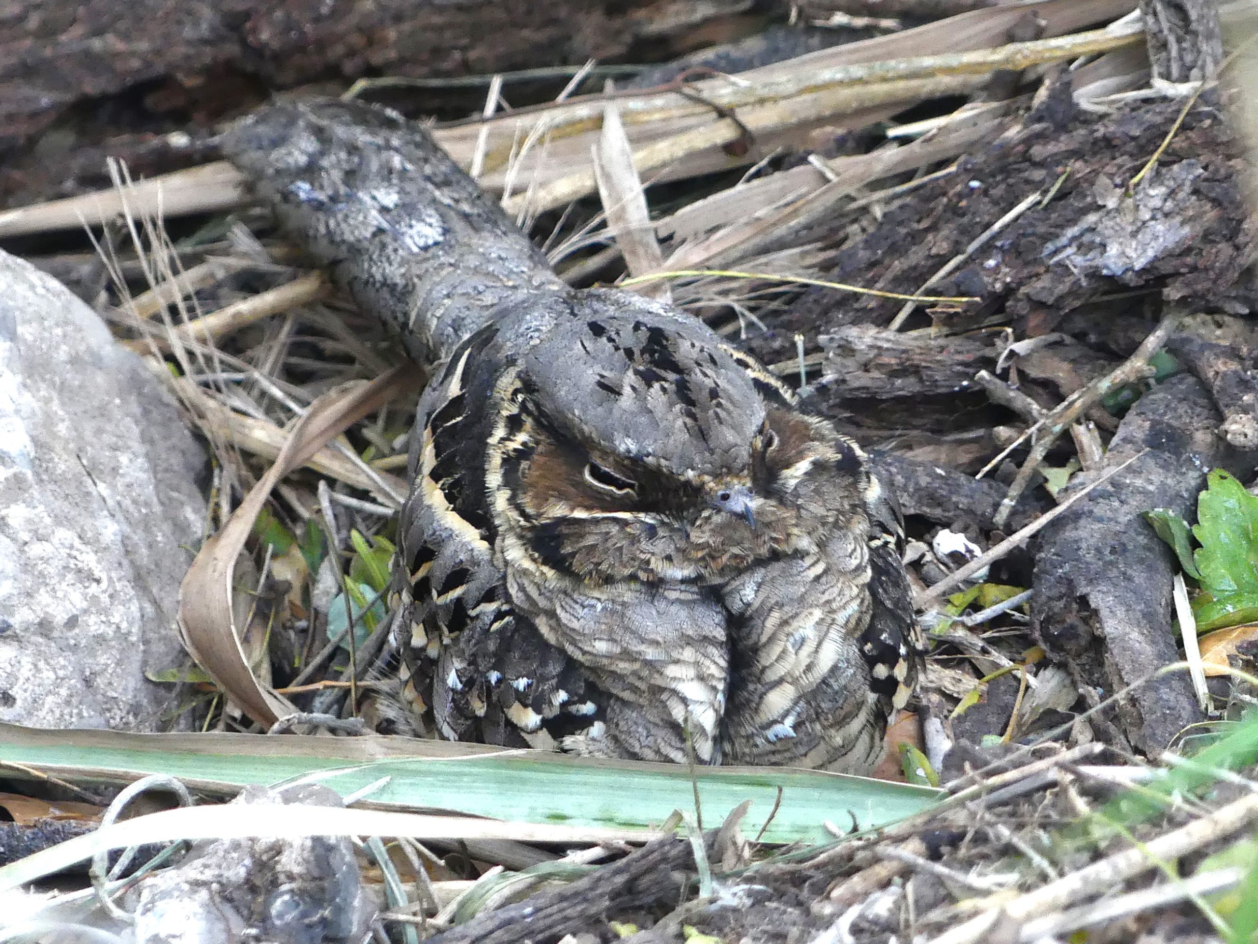 A common Pauraque completely camoflaged in the undergrowth of Estero Llano Grande.