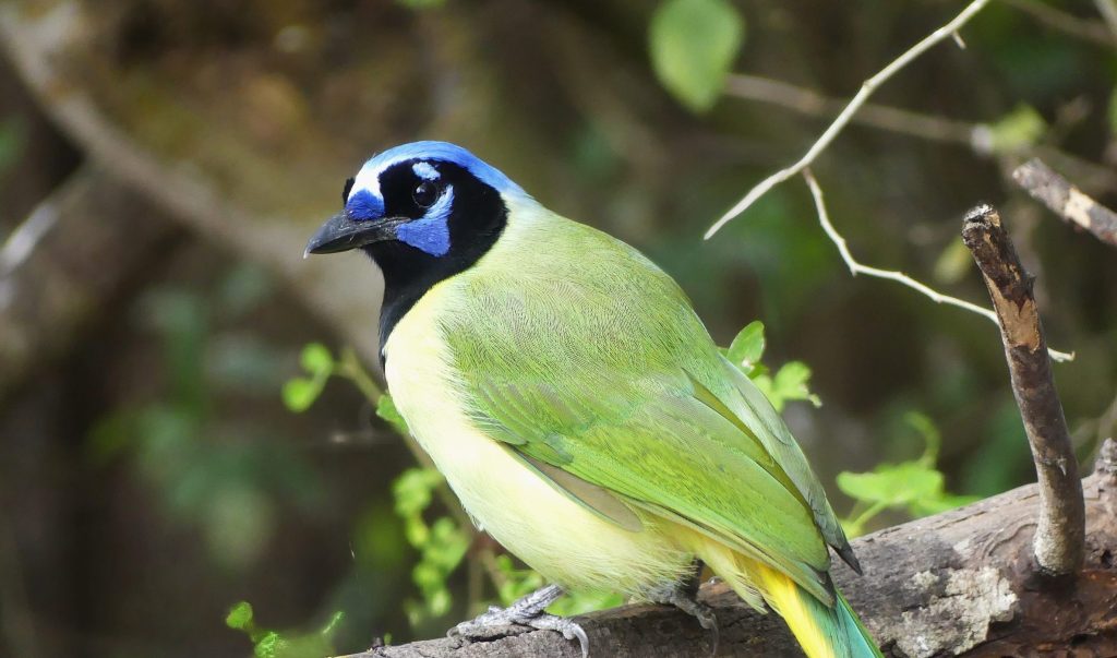 A striking Green jay with sky blue head intermixed with black sitting on an old branch.