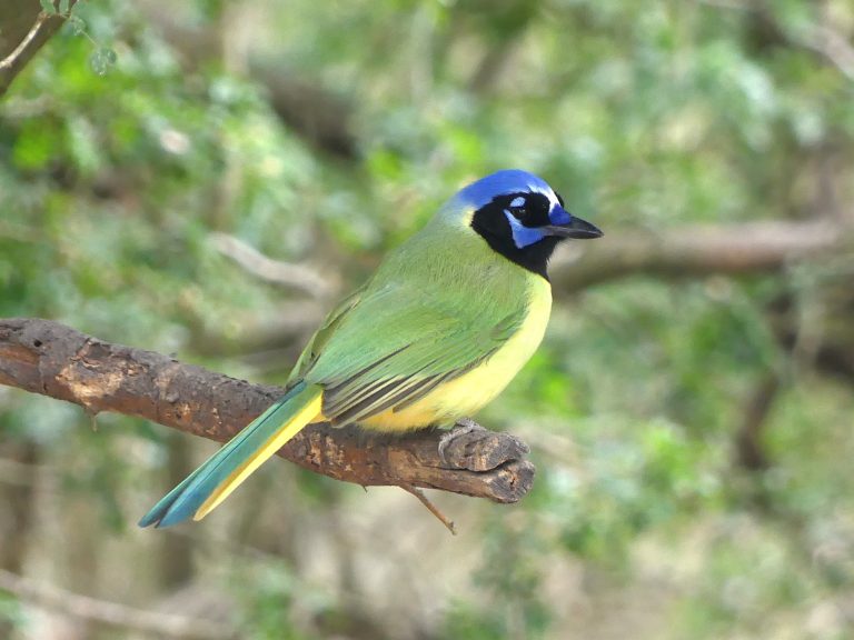 Green Jays are found in the thornscrub of South Texas, They can be quiet as they make their way through the undergrowth as a family.