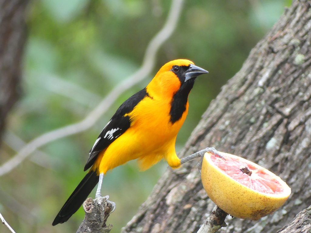 A bright orange and black Altamira oriole eats from a citrus fruit at Estero Llano Grande, Texas.