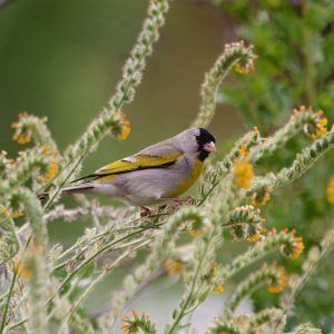 Santa Barbara Half Day Birding Tour