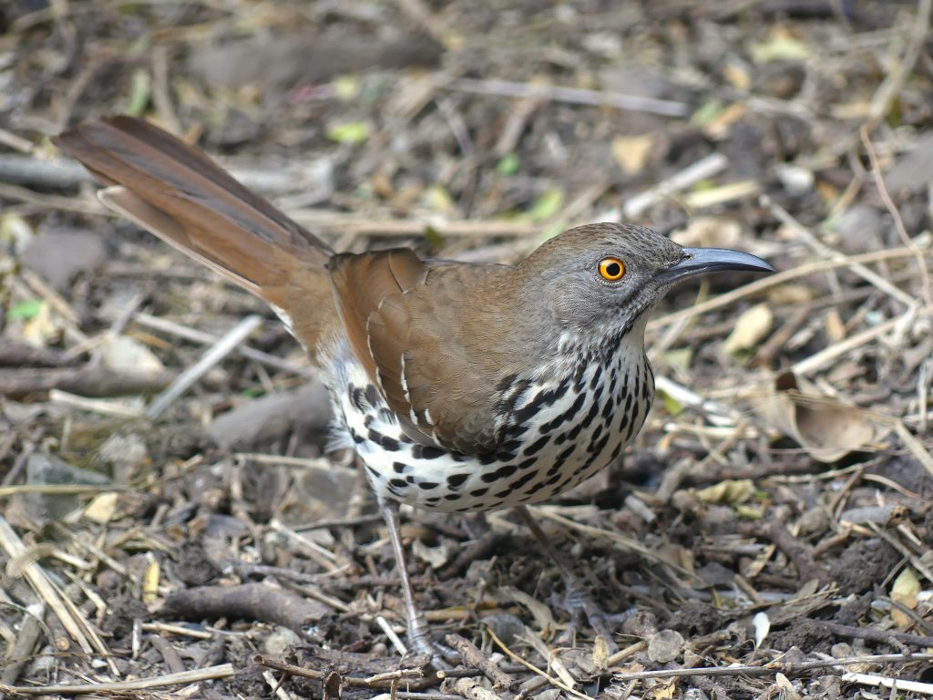 A Long-billed Thrasher having a look at the feeding station at Laguna Atascosa