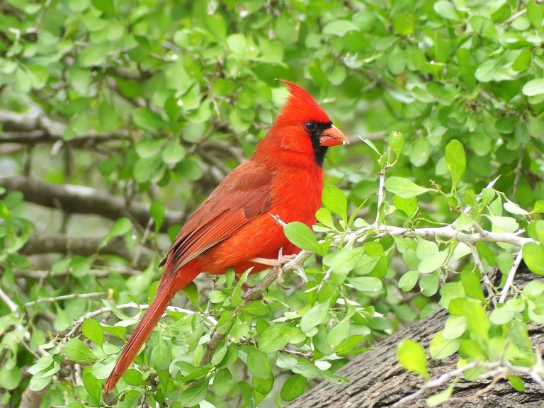 A brilliant red Northern Cardinal sits in a Lotebush with a backgound of green leaves.