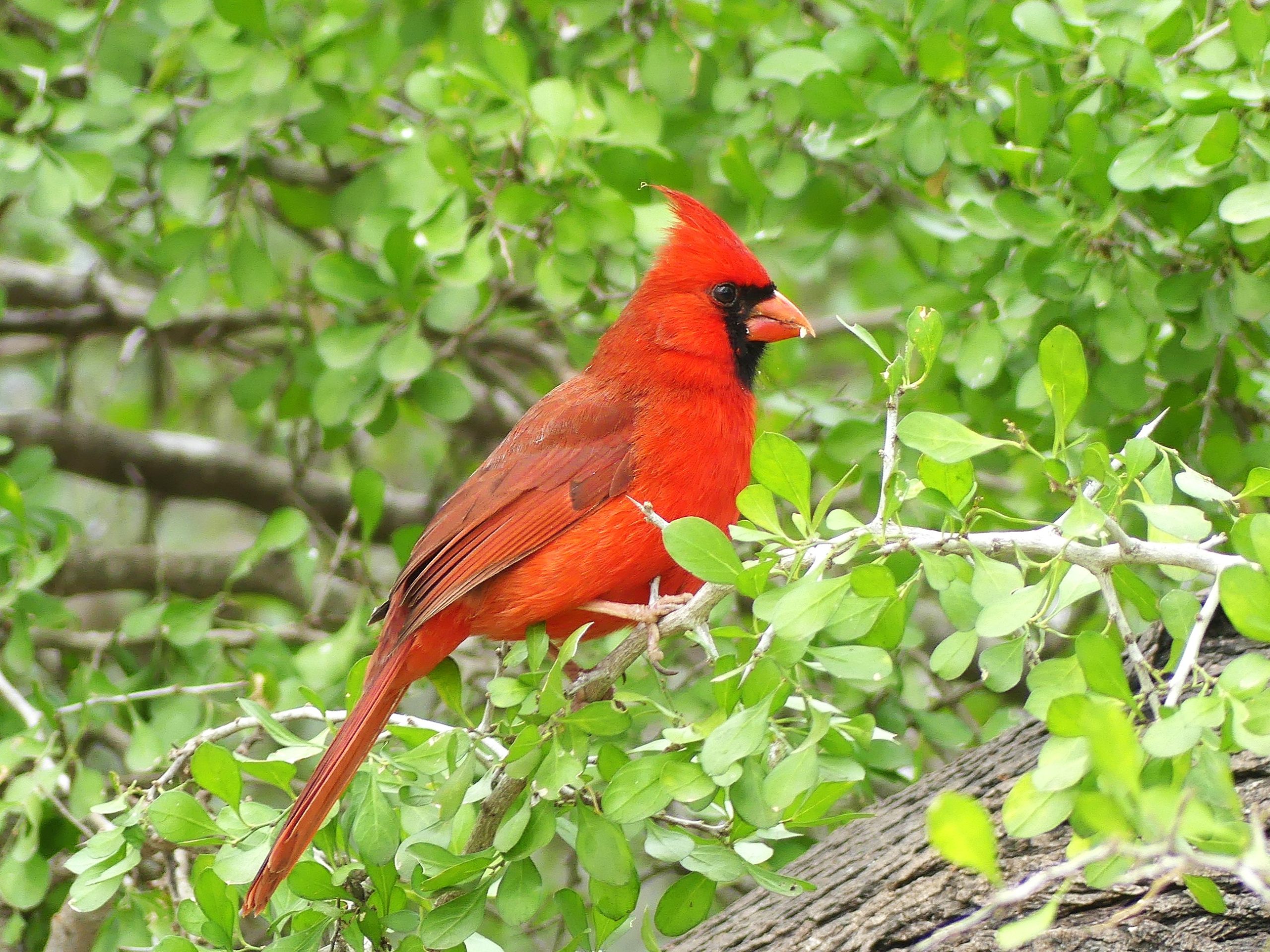 A brilliant red Northern Cardinal sits in a Lotebush with a backgound of green leaves.