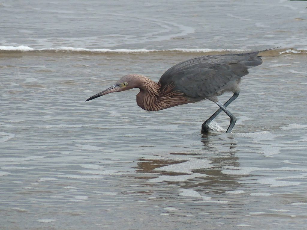 A reddish Eagret fishing along the beach at Boca Chica. Its Red mane and active fishing were a cool thing to watch