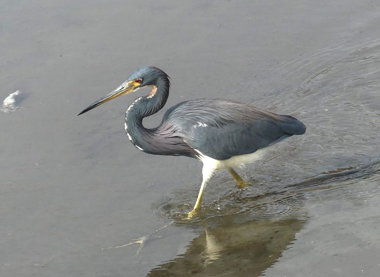 Tri-colored Heron in the outflow at the Birding and Nature Center.