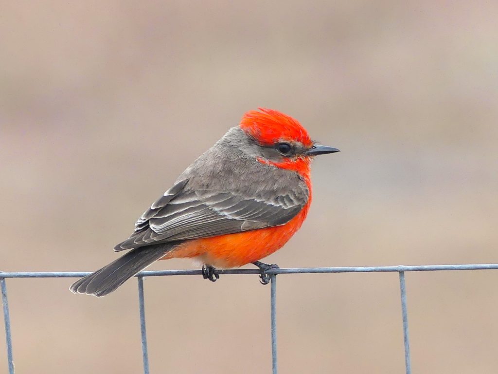 Vibrant red shows on this Vermilion flycatcher perched on a wire fence. Looking over the trimmed field for something to eat is on the list for this birds most important list.