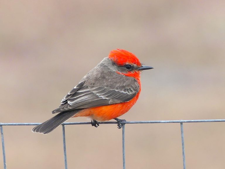 Vibrant red shows on this Vermilion flycatcher perched on a wire fence. Looking over the trimmed field for something to eat is on the list for this birds most important list.
