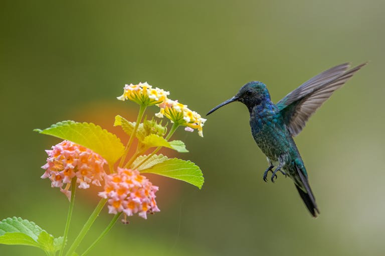 A vivid sapphire-throated hummingbird in flight near colorful flowers in Panama.
