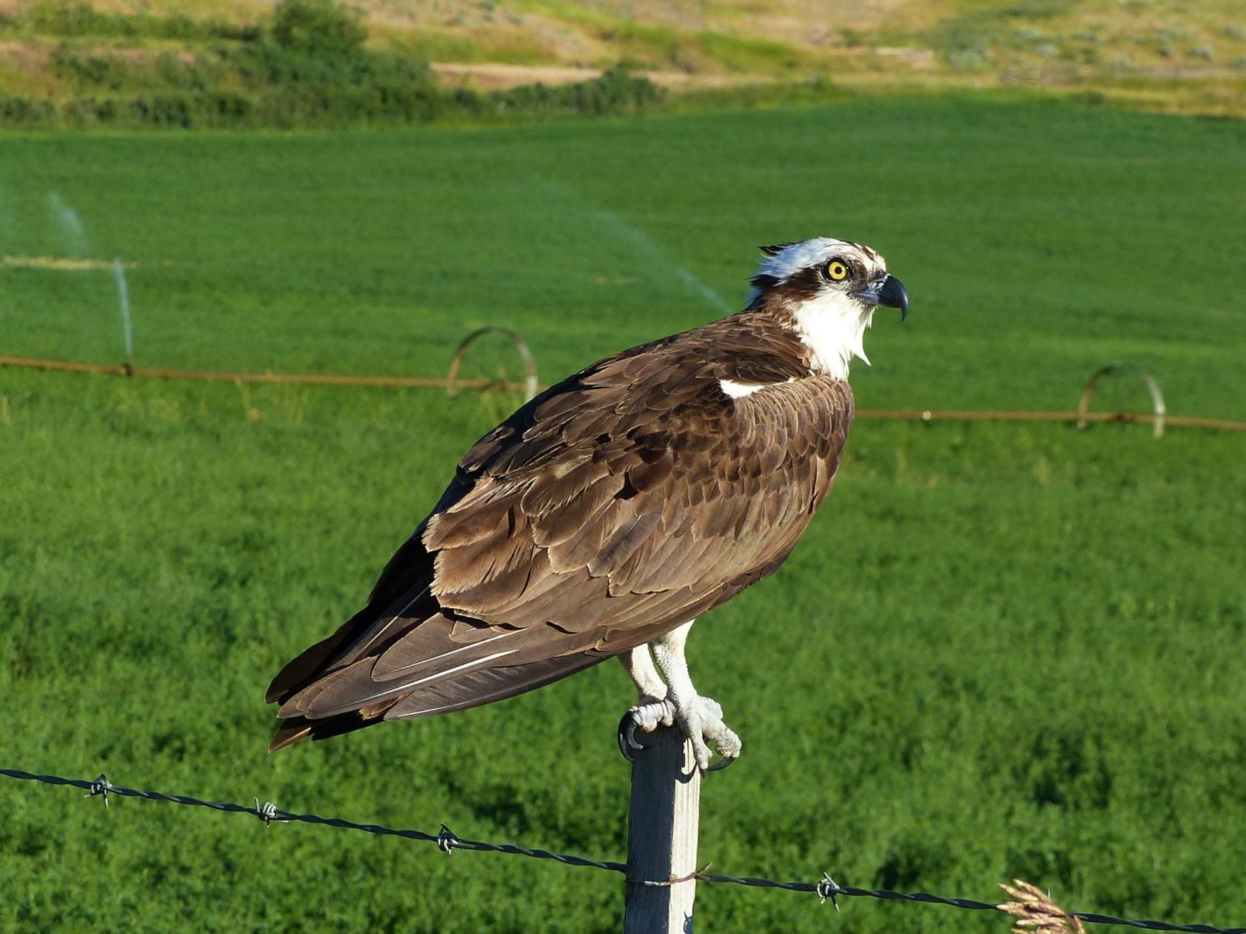 a master of fishing, this Osprey, a brown and white raptor is a common sight around the drier regions where there is a body of water.
