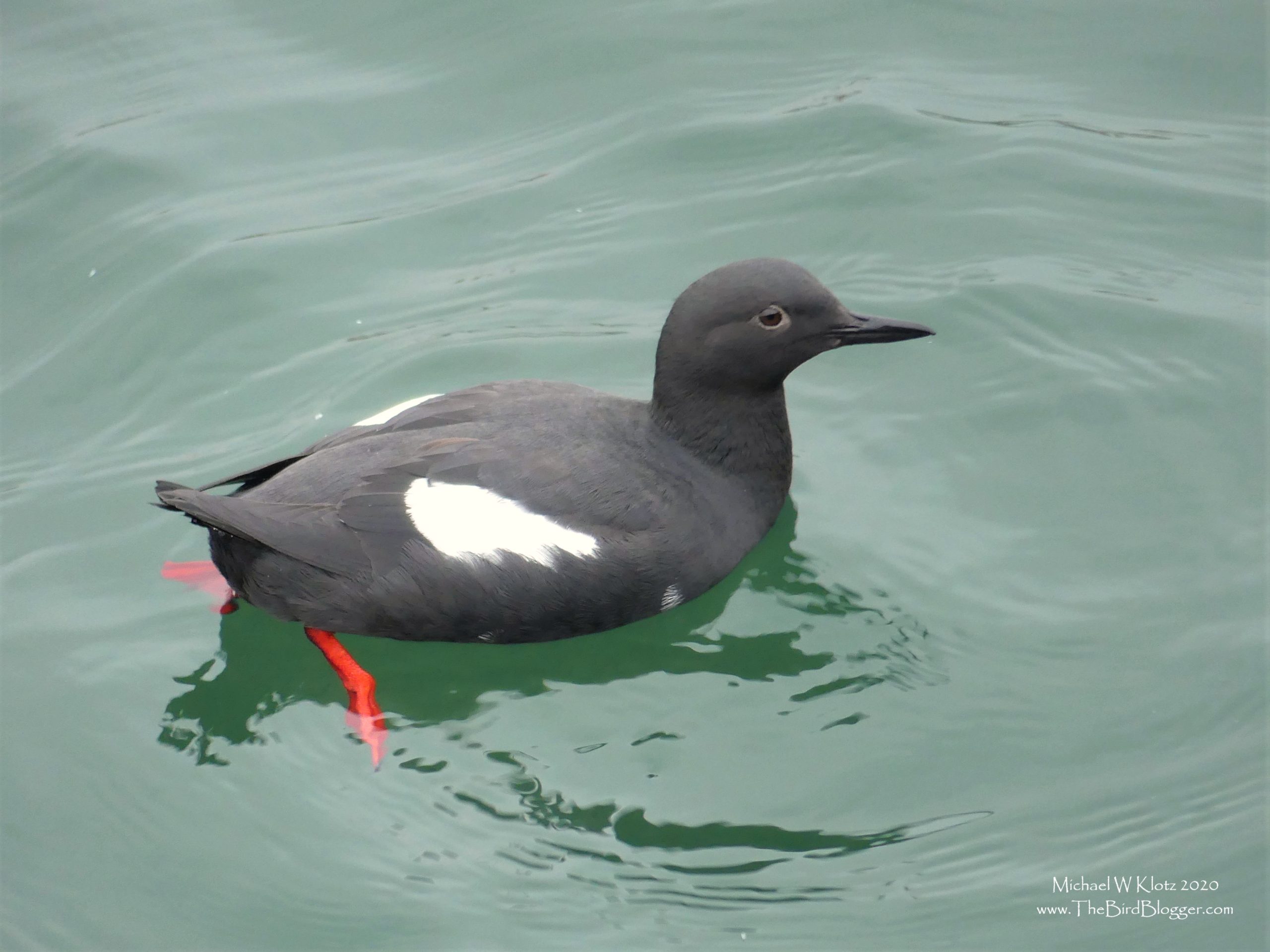 A Pigeon Gillemot hangs out in the green waters of the Burrard Strait. All black save the white wing patch and bright red legs.