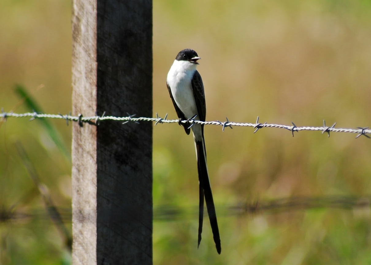 a Forked-tailed Flycatcher sitting on a barbed wire fence. The long tail splitting as it hangs below the black and white bird.