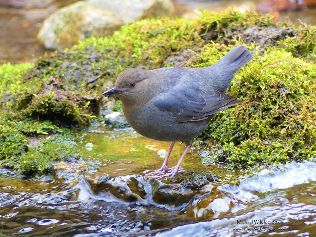 A charccal bird with a secret. It flys under water. The moss is a background against the stream its about to dive into.